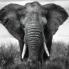 Schilderij op glas olifant